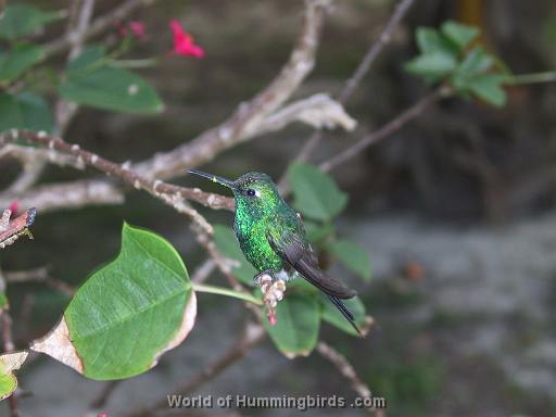 Hummingbird Garden Catalog: Cuban Emerald